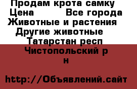 Продам крота самку › Цена ­ 200 - Все города Животные и растения » Другие животные   . Татарстан респ.,Чистопольский р-н